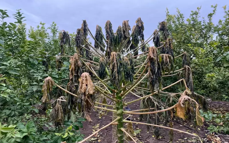 وزير الزراعة: تعويض المزارعين عن أضرار