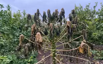 وزير الزراعة: تعويض المزارعين عن أضرار