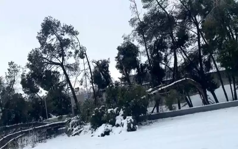 سقوط ألف شجرة في المدينة الرياضية