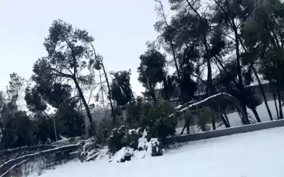 سقوط ألف شجرة في المدينة الرياضية