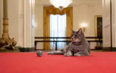 وصول القطة الرئاسية الأولى ويلو إلى