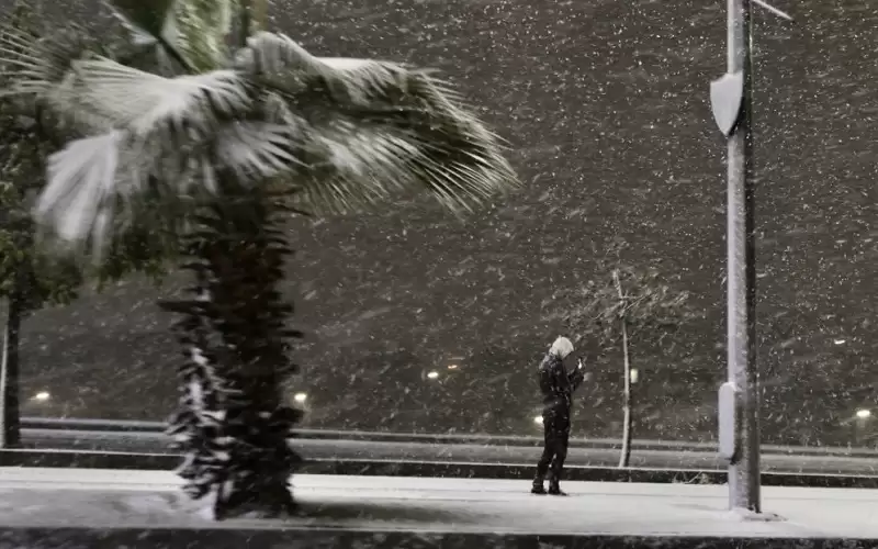 وزير الزراعة: إزالة أشجار متكسرة تعيق