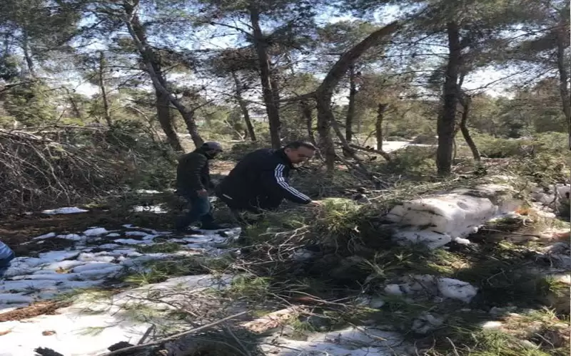 1500 شجرة معمرة في مدينة الحسين