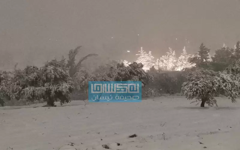الحنيفات: أشجار الشوارع المثمرة مسؤولية الزراعة