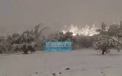 الحنيفات: أشجار الشوارع المثمرة مسؤولية الزراعة