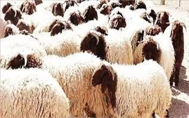 الأردن يستأنف تصدير الخراف للخليج