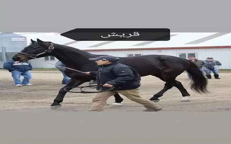 ازدهار تربية الخيول في محافظة مأدبا