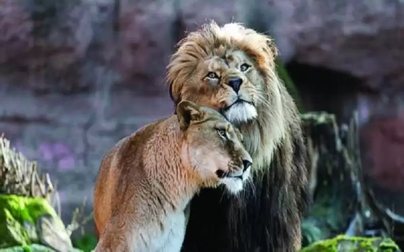 إيران .. لبؤة تقتل حارسها وتهرب