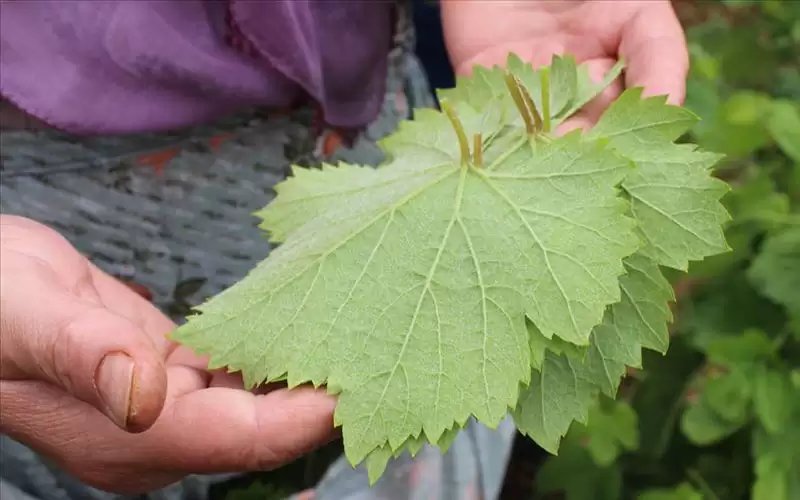 كيلو ورق العنب بـ 23 دينارا