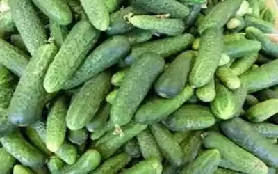 نائب: كيلو الخيار وصل الى 1.75