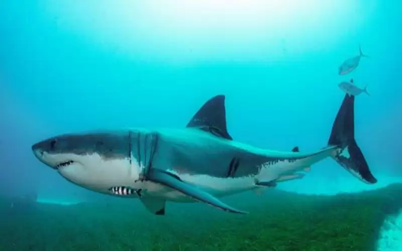 إغلاق شواطئ سيدني إثر مقتل سباح