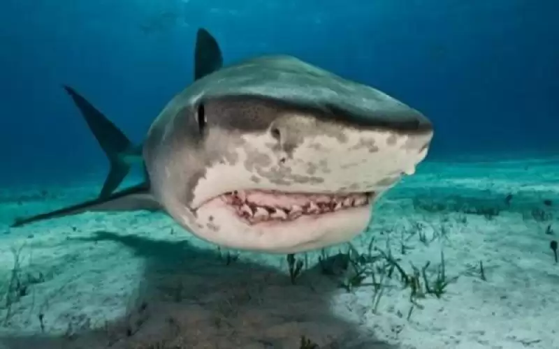 اكتشاف سمكة قرش نادرة في نيوزيلندا
