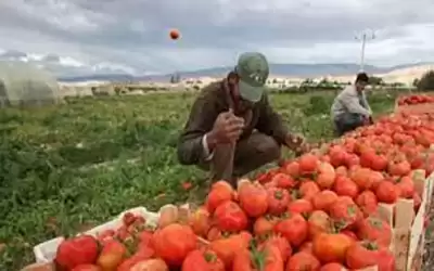 ارتفاع قيمة الصادرات الزراعية الى ما