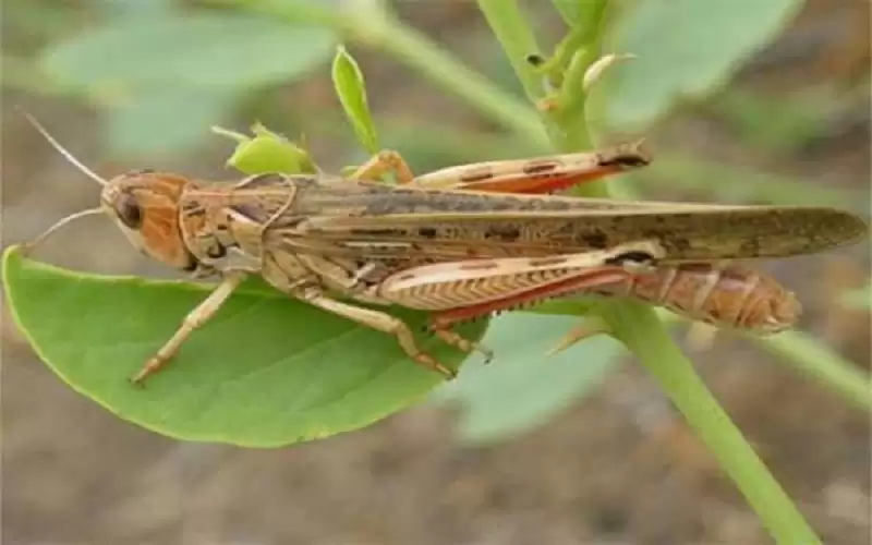 زراعة معان: اجتماع استعدادي للجراد الأسبوع