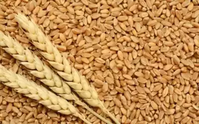 مخزون القمح يغطي احتياجات السوق لـ15