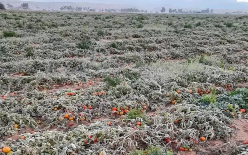 الحنيفات: 34 الفا و818 دونما تضررت