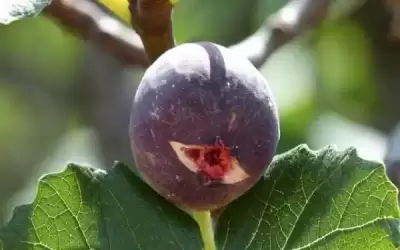الزراعة توزع مبيدات لمكافحة امراض التين