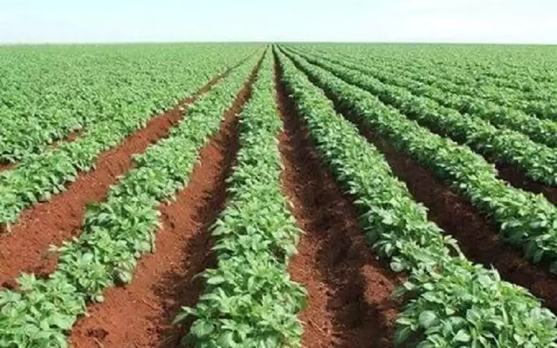 زراعة مأدبا تبدأ بتحريج 650 دونما