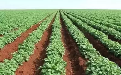 زراعة مأدبا تبدأ بتحريج 650 دونما