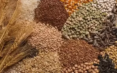 اوكرانيا تحظر تصدير عدد من الحبوب