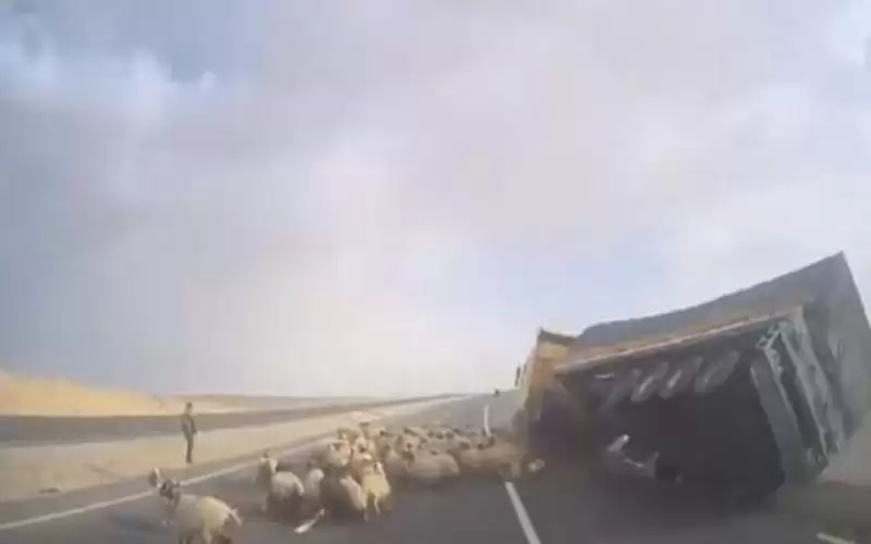 تدهور شاحنة محملة بالأغنام على طريق