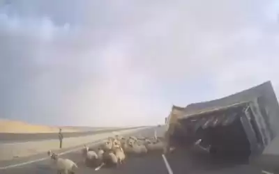 تدهور شاحنة محملة بالأغنام على طريق
