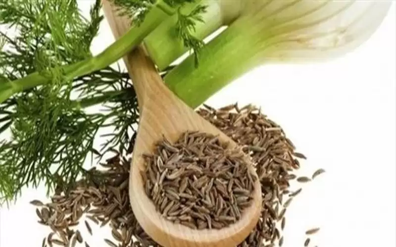 الشمر .. كنز من المعادن والفيتامينات