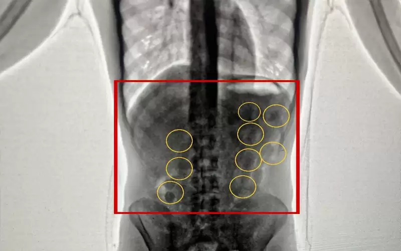 الأمن يحبط تهريب 2 كغم من