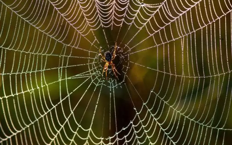 لدغة عنكبوت تنقذ طفلا من الموت