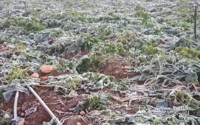 الزراعة تحذر من موجة الصقيع وتدعو