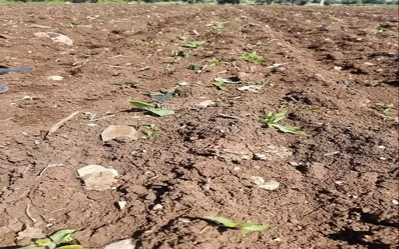 الصقيع يضر بمحاصيل الزراعات البعلية في