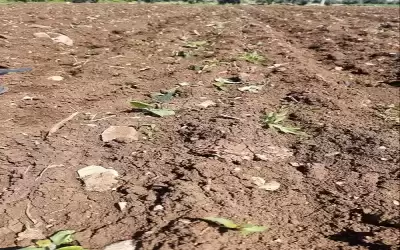 الصقيع يضر بمحاصيل الزراعات البعلية في
