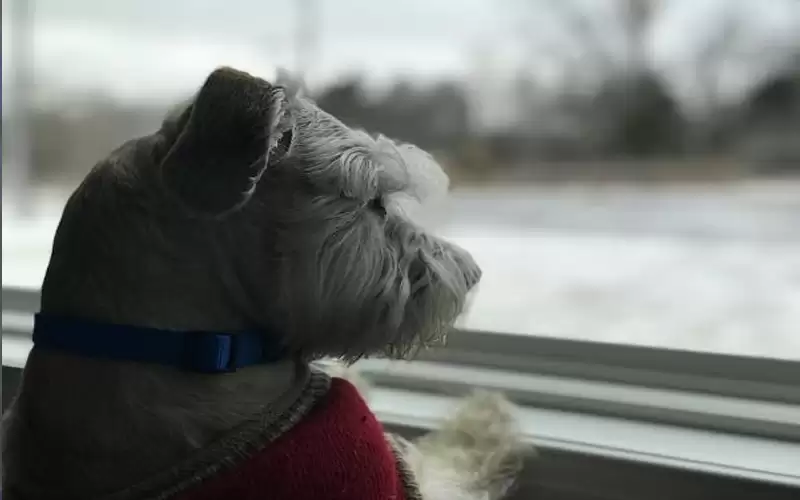 غرامة بالملايين لسيدة ألقت كلبا من