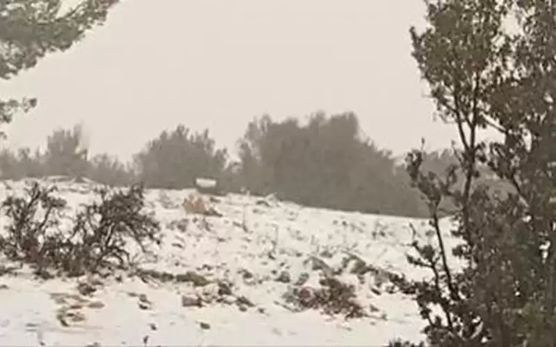 تساقط كثيف للثلوج في مرتفعات جرش