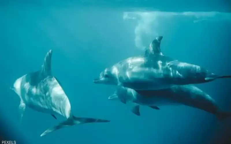 لغز الدلافين النافقة على سواحل إسطنبول