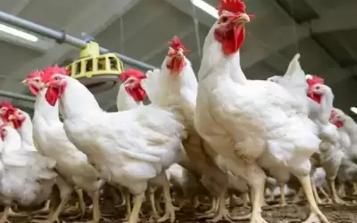 الحنيفات: توفر الدواجن بالجودة والكميات المطلوبة