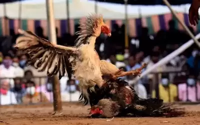 المكسيك .. مقتل 19 شخصا في