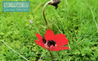 أجواء ربيعية دافئة في معظم المناطق