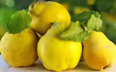تعرف على فوائد السفرجل لجسم الإنسان