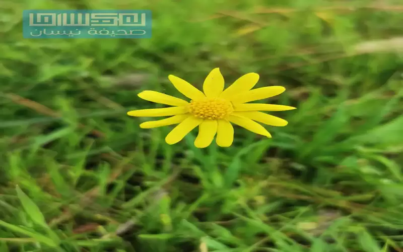 الخميس .. أجواء ربيعية دافئة والحرارة