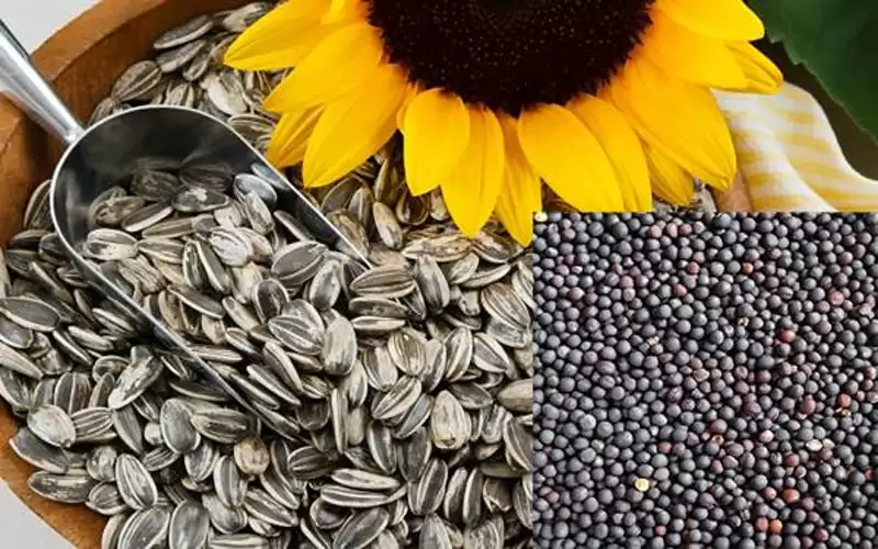 روسيا توقف تصدير بذور عباد الشمس