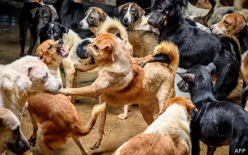 الكلاب الضالة تشكل مصدر خوف وقلق