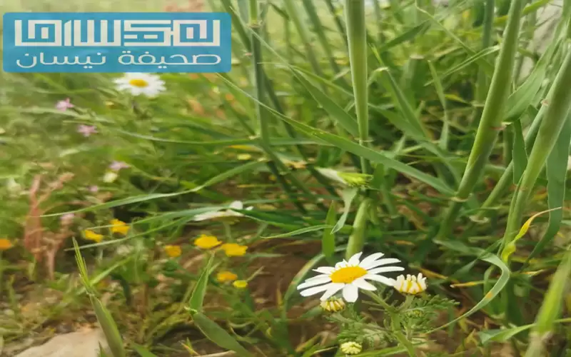 أجواء دافئة في المرتفعات وحارة نسبيا