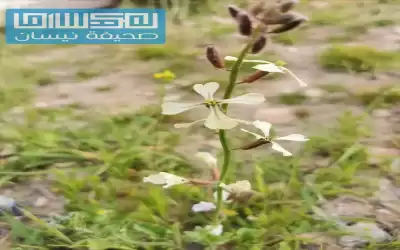 أجواء معتدلة في المرتفعات والسهول