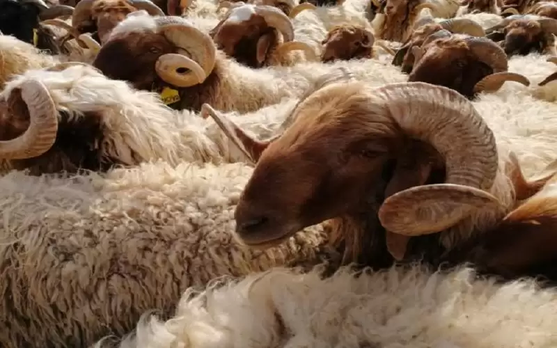 نفوق 50 رأس من الأغنام بحادث