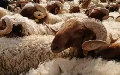 نفوق 50 رأس من الأغنام بحادث