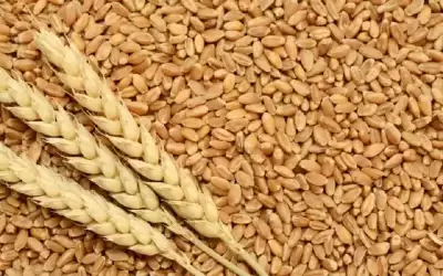 الأردن يطرح مناقصة لشراء 120 ألف