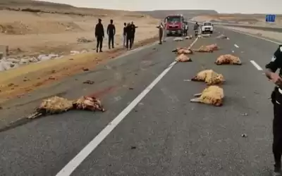 3 اصابات ونفوق أغنام بتدهور مركبة