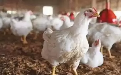 أسعار الدجاج ستنخفض في الأيام المقبلة