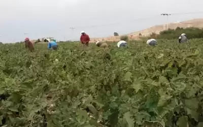 موائد الصهاينة تسطو على خضار الأردنيين